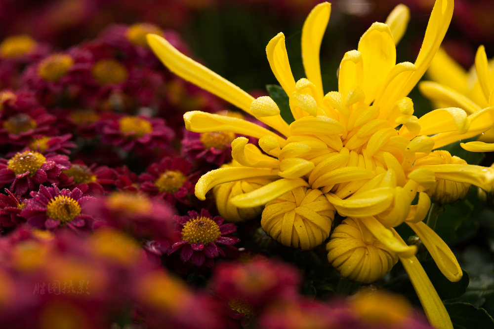 南通唐闸公园菊花20151-250 秒 (f - 5.0)-6.jpg