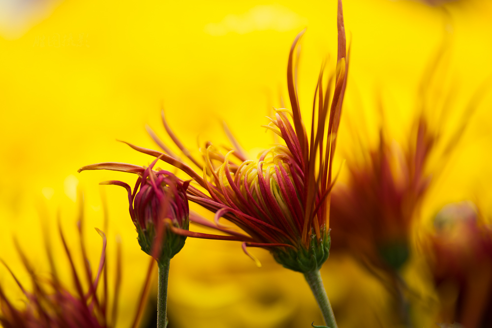 南通唐闸公园菊花20151-500 秒 (f - 3.2)-9.jpg