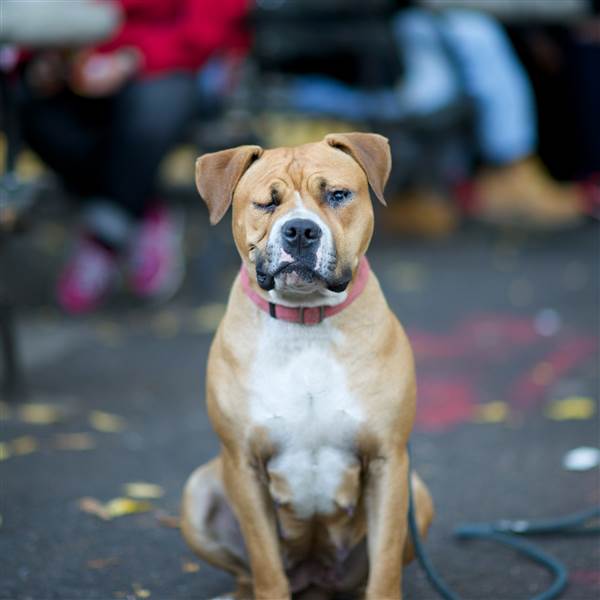 趣看| 十招教会你如何拍好汪宠？
