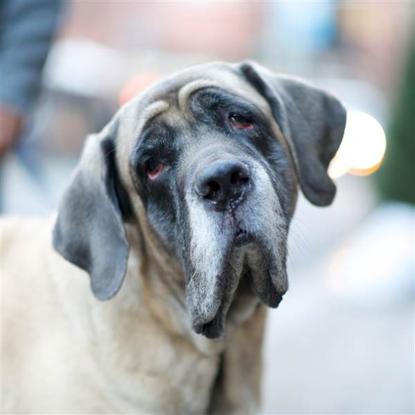 趣看| 十招教会你如何拍好汪宠？