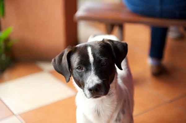 趣看| 十招教会你如何拍好汪宠？