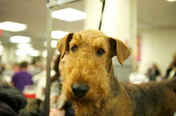 趣看| 十招教会你如何拍好汪宠？