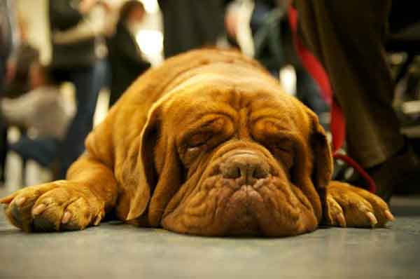 趣看| 十招教会你如何拍好汪宠？