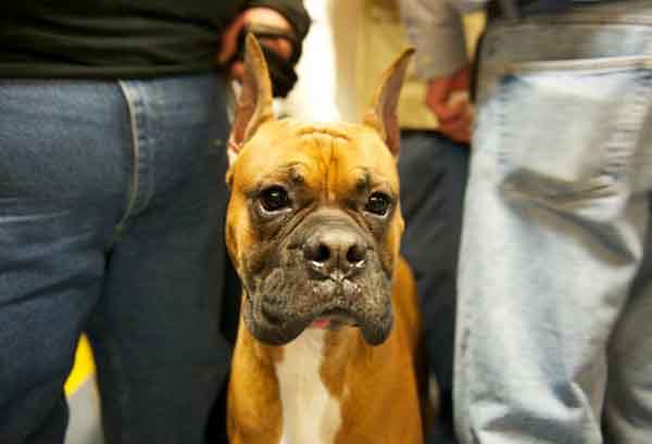 趣看| 十招教会你如何拍好汪宠？