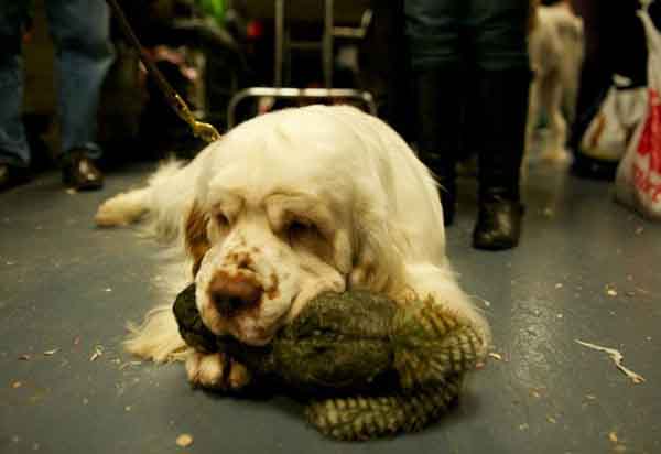 趣看| 十招教会你如何拍好汪宠？