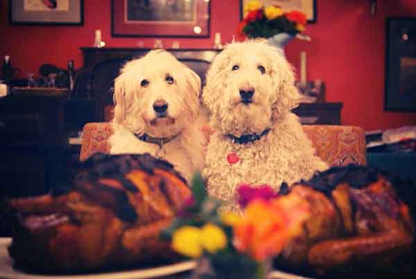 趣看| 十招教会你如何拍好汪宠？