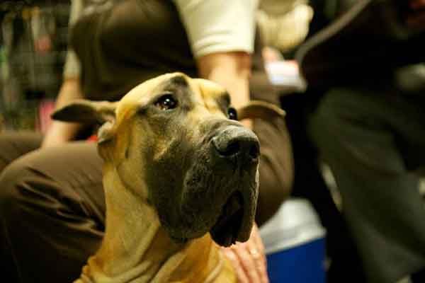 趣看| 十招教会你如何拍好汪宠？