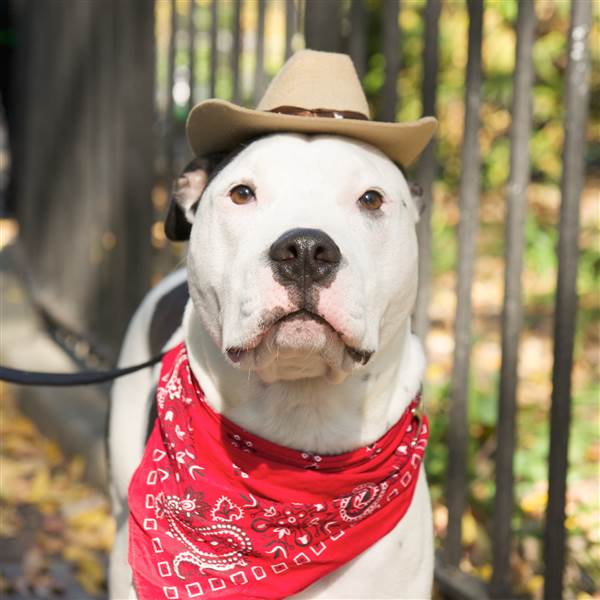 趣看| 十招教会你如何拍好汪宠？