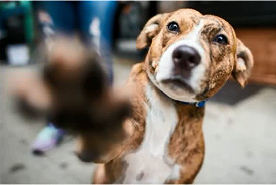 趣看| 十招教会你如何拍好汪宠？