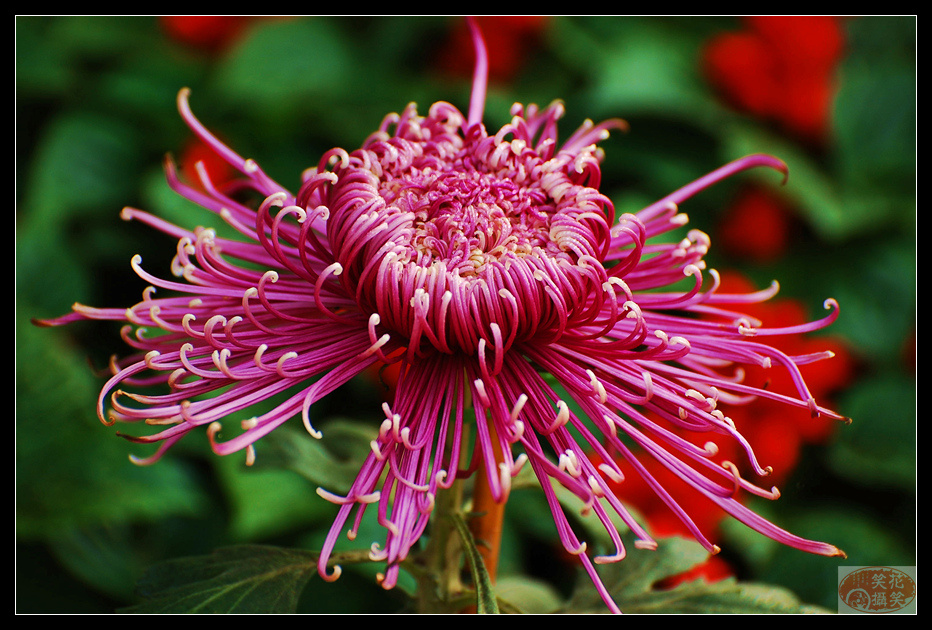 唐闸公园菊花展 · 花笑笑摄.jpg