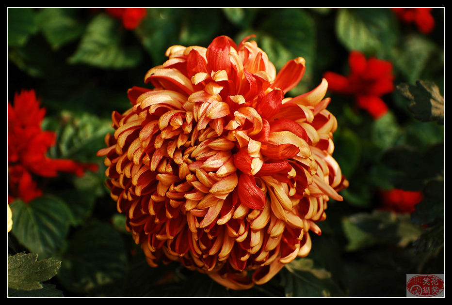 唐闸公园菊花展 · 花笑笑摄 (1).jpg