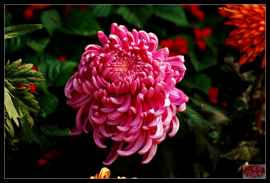 唐闸公园菊花展 · 花笑笑摄 (2).jpg