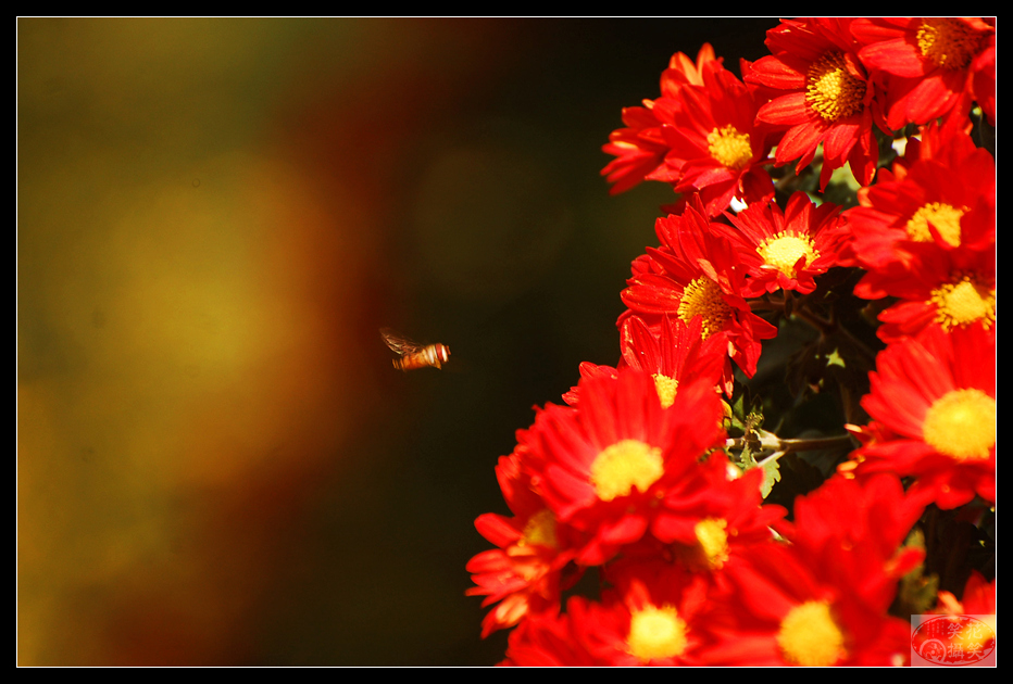 唐闸公园菊花展 · 花笑笑摄 (3).jpg