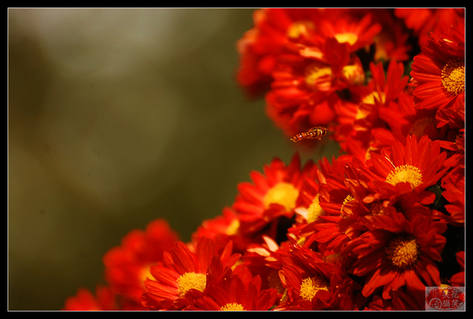 唐闸公园菊花展 · 花笑笑摄 (4).jpg