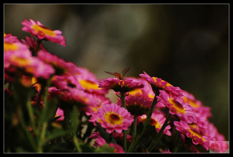 唐闸公园菊花展 · 花笑笑摄 (8).jpg