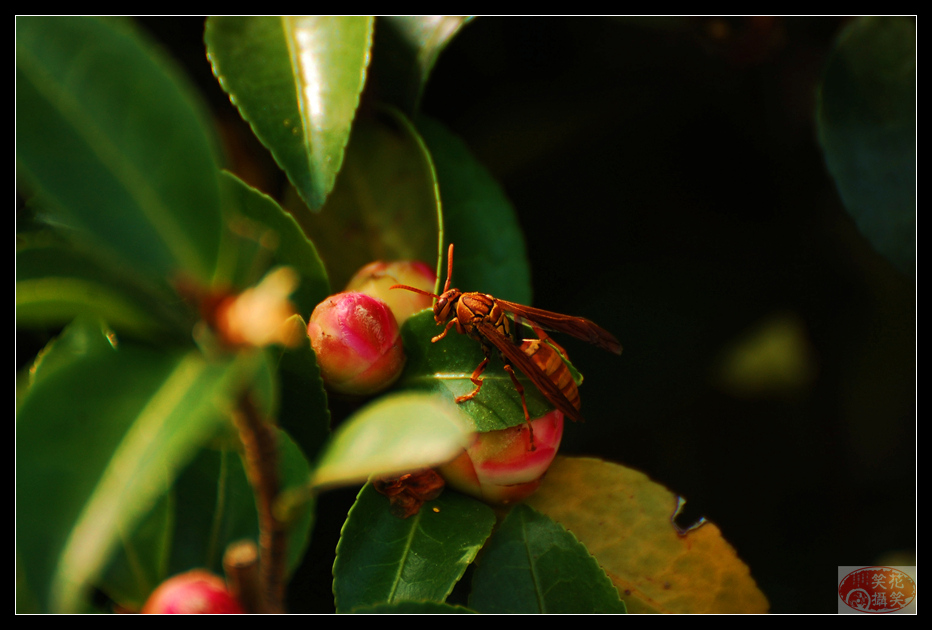 唐闸公园菊花展 · 花笑笑摄 (12).jpg