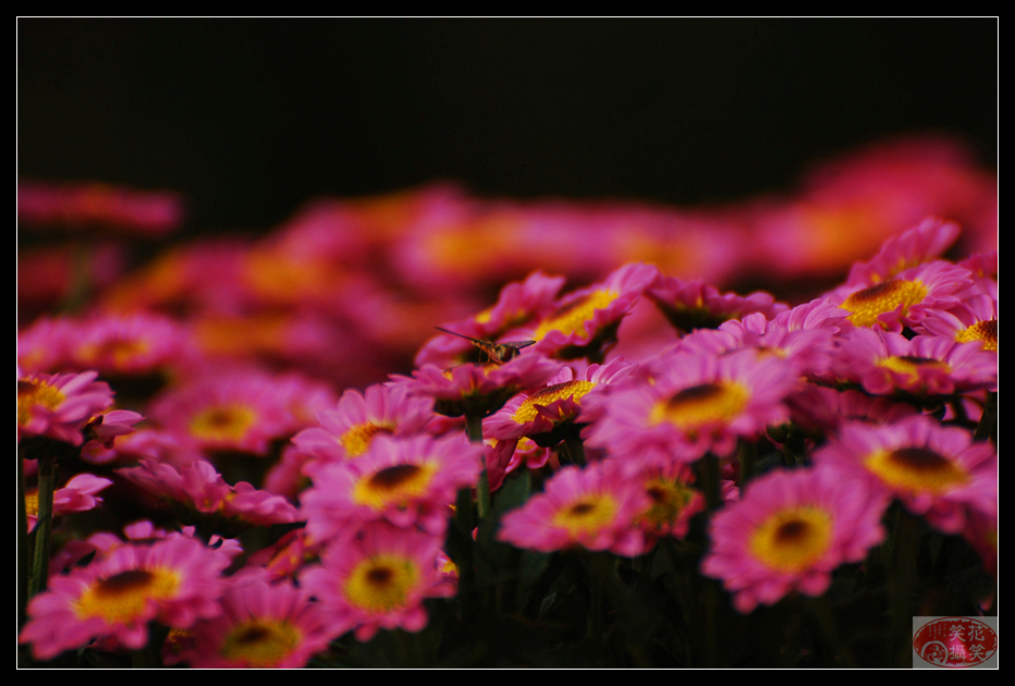 唐闸公园菊花展 · 花笑笑摄 (9).jpg