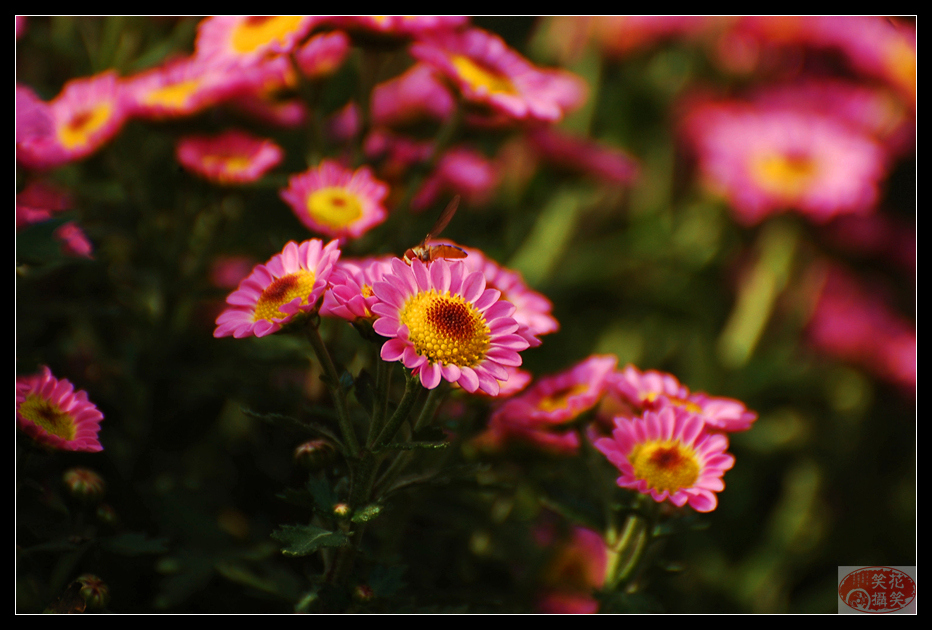 唐闸公园菊花展 · 花笑笑摄 (10).jpg