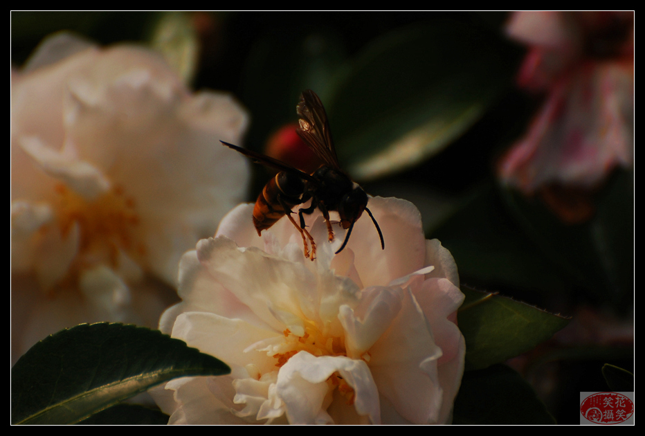 唐闸公园菊花展 · 花笑笑摄 (13).jpg