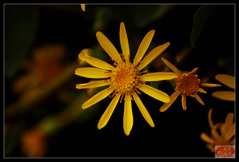 唐闸公园菊花展 · 花笑笑摄 (15).jpg