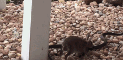 QQ图片20151027093512.gif