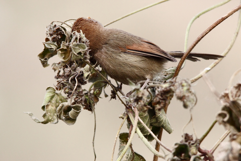 说明下，本人也是鸟人，爱鸟之人，为避之嫌，声明不是摆拍，谢谢。