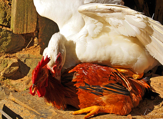 澎湃联播|那些年我们上过的奇葩选修课