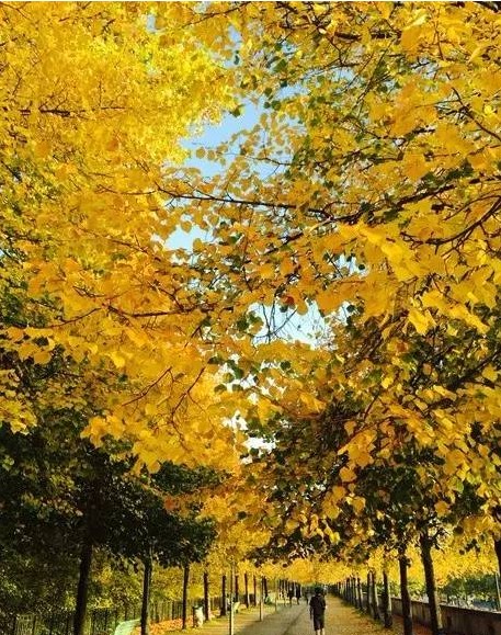 张佳玮 | 跑步时，为什么会情不自禁笑出来？