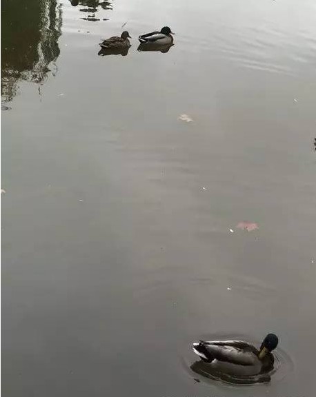 张佳玮 | 跑步时，为什么会情不自禁笑出来？