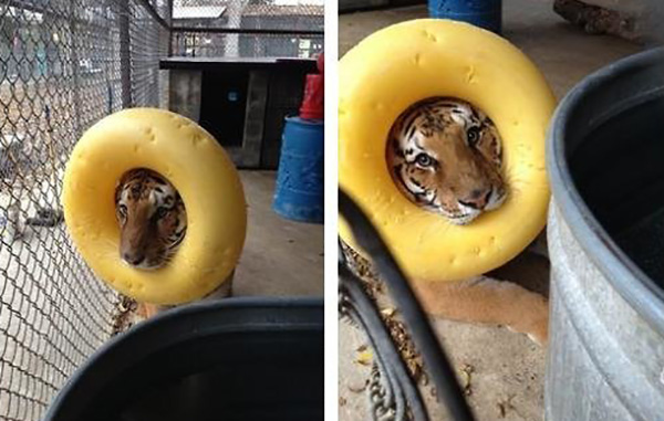 这些老虎还真把自己当猫了，卖萌耍赖样样精通