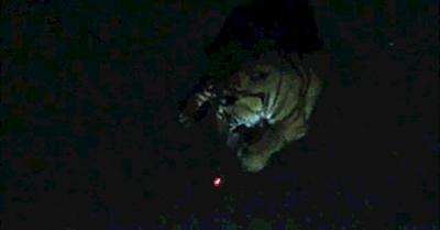 这些老虎还真把自己当猫了，卖萌耍赖样样精通