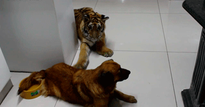 这些老虎还真把自己当猫了，卖萌耍赖样样精通