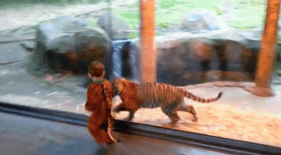 这些老虎还真把自己当猫了，卖萌耍赖样样精通