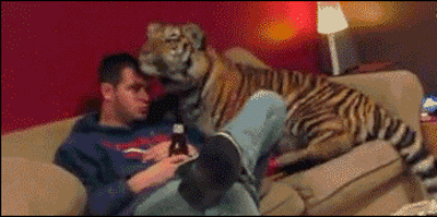 这些老虎还真把自己当猫了，卖萌耍赖样样精通