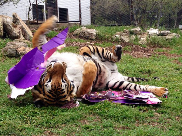 这些老虎还真把自己当猫了，卖萌耍赖样样精通