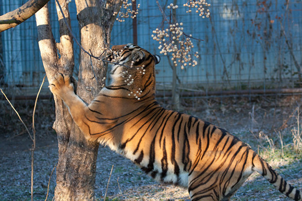 这些老虎还真把自己当猫了，卖萌耍赖样样精通