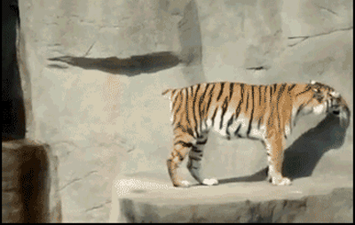 这些老虎还真把自己当猫了，卖萌耍赖样样精通