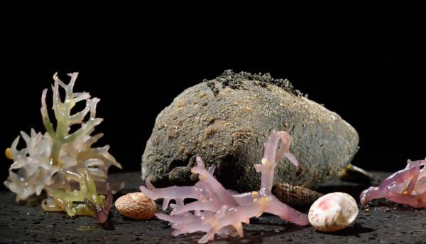 7位名厨告诉你：东京为什么是亚洲米其林餐厅的乐园？