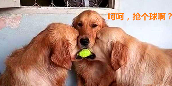 澎湃联播|你追我，如果你追到我，嘿嘿嘿