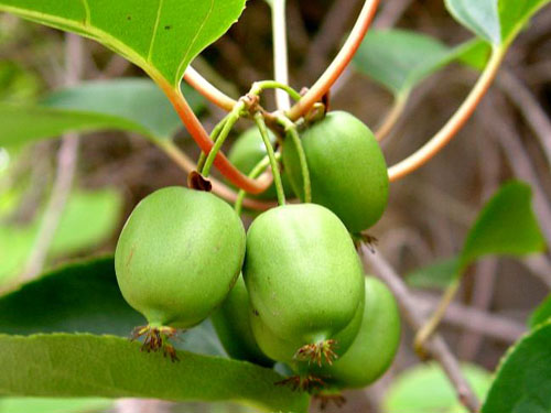 奇异果：学成归来的猕猴桃