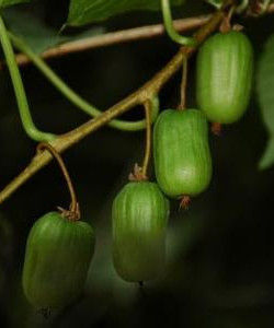 奇异果：学成归来的猕猴桃