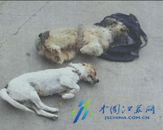 江苏男子用剧毒氰化物毒死看家狗卖肉