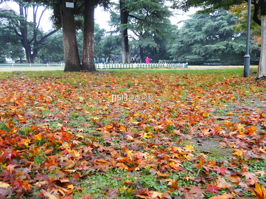 西风起气温降  博物苑里落日美 (1).jpg