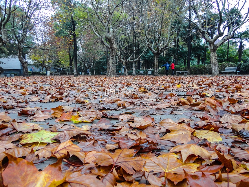 西风起气温降  博物苑里落日美 (5).jpg