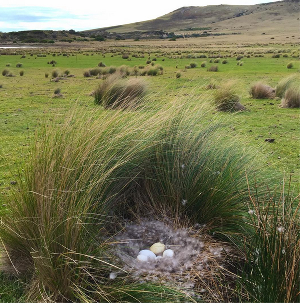 世界上最出名的餐厅明年要关了！要去拔草吗？