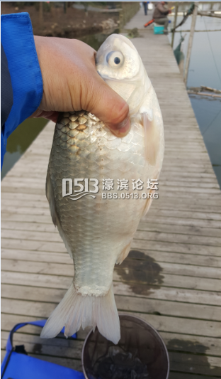 二斤重的大鲫鱼。