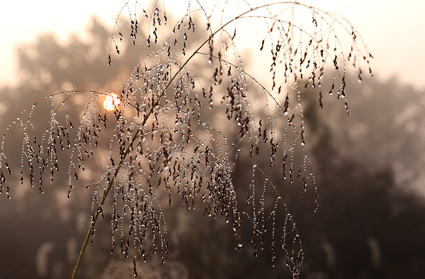 寒雾落通城  (4).jpg