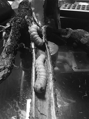 丈夫让女儿吃虫子治厌食症 全身乳黄色头部黑色