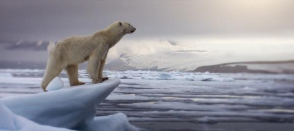 BBC纪录片《猎捕》：动物们已集体成精！