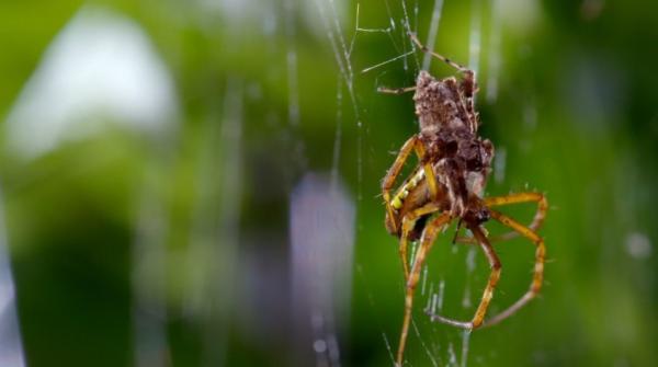 BBC纪录片《猎捕》：动物们已集体成精！